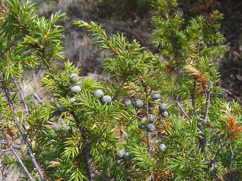 Caracteristicas del Juniperus