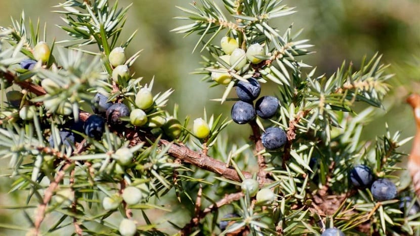 Frutos del juniperus