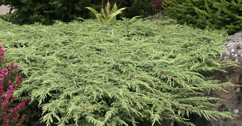 Hojas del Juniperus