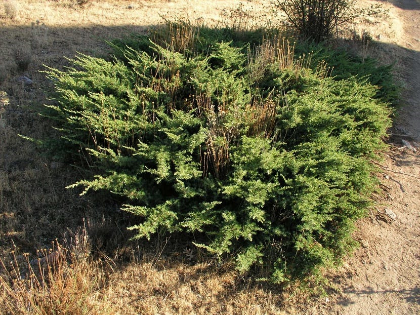 Juniperus