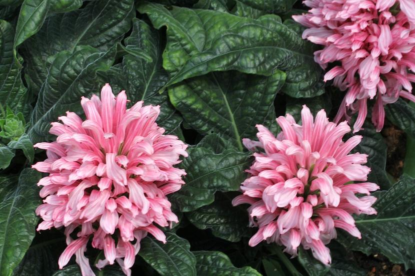 Justicia carnea: cultivo, cuidados y poda del penacho brasileño