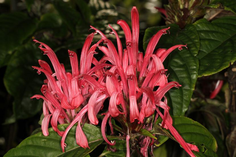 Flores de la Justicia carnea