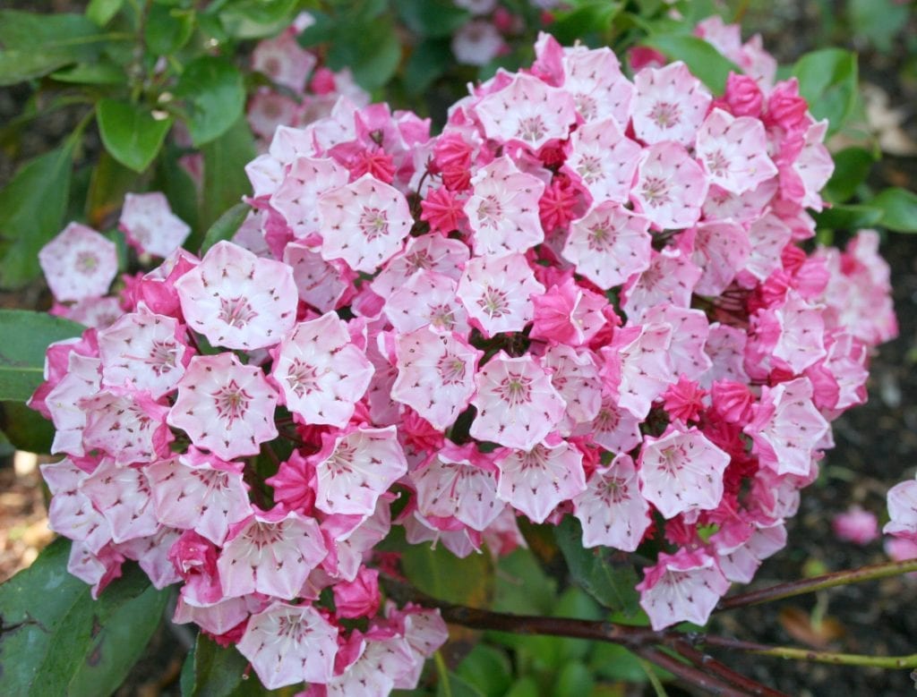 Kalmia latifolia: cultivo, suelo ácido y toxicidad