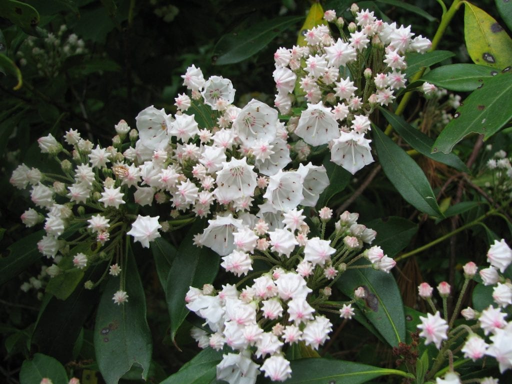 Flores de Kalmia