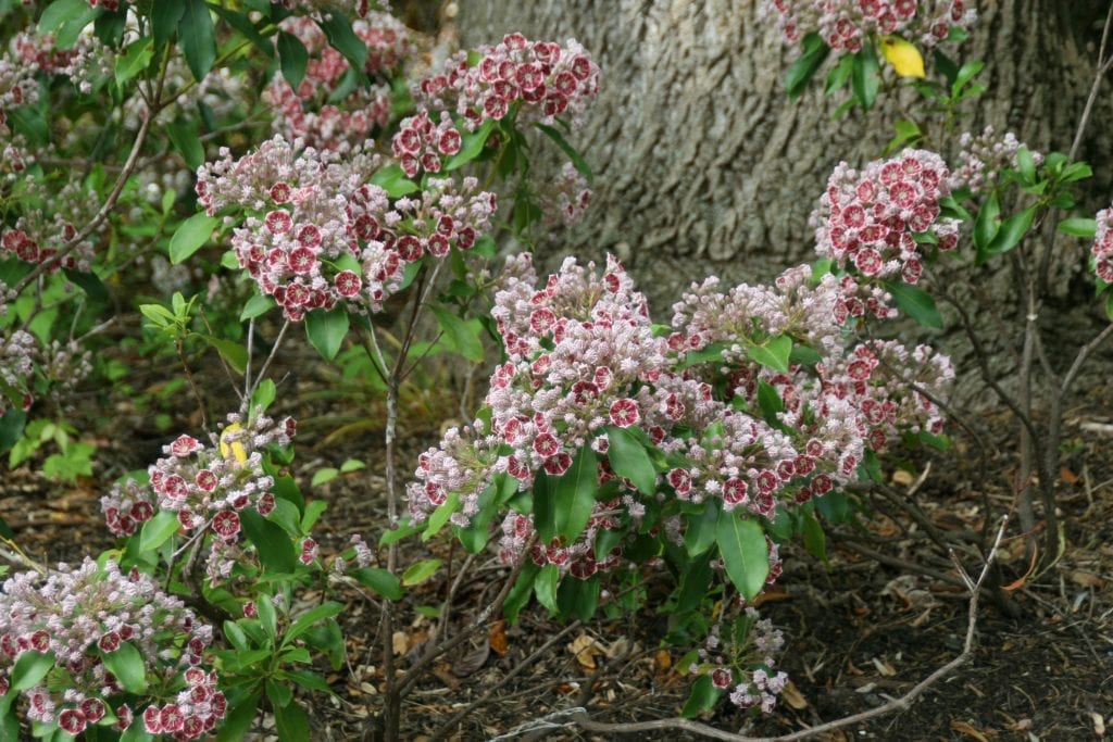 Kalmia en flor