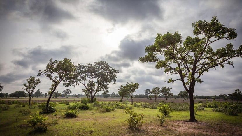 arboles separados entres si con no muchas ramas