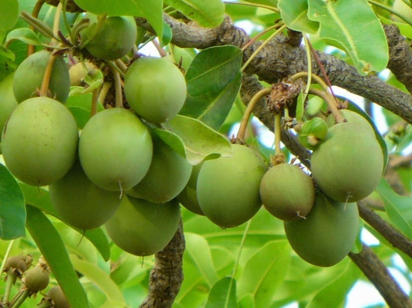 frutos verdes colgando de un arbol llamado karite