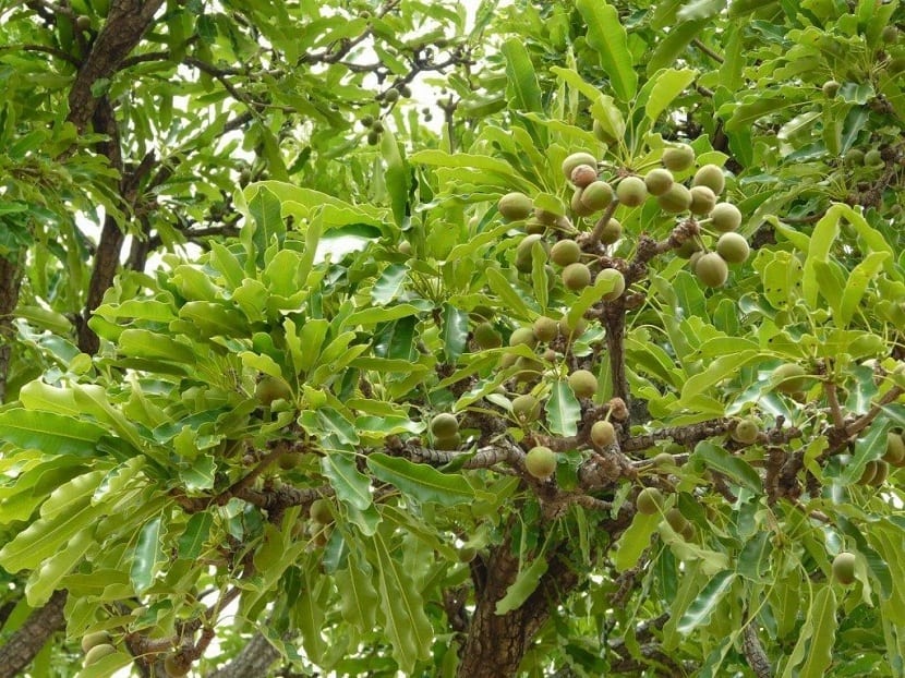 ramas de arbol con hojas gruesas de color verde y frutos redondos