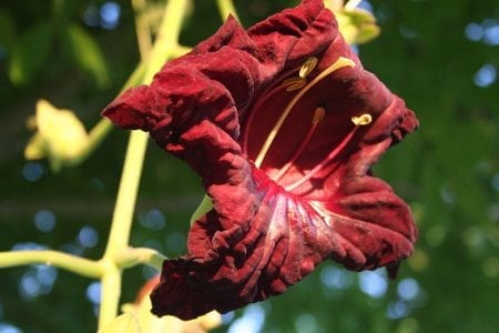 Flor granate de Kigelia africana colgando de su largo pedúnculo