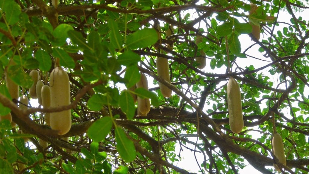 Árbol de las salchichas