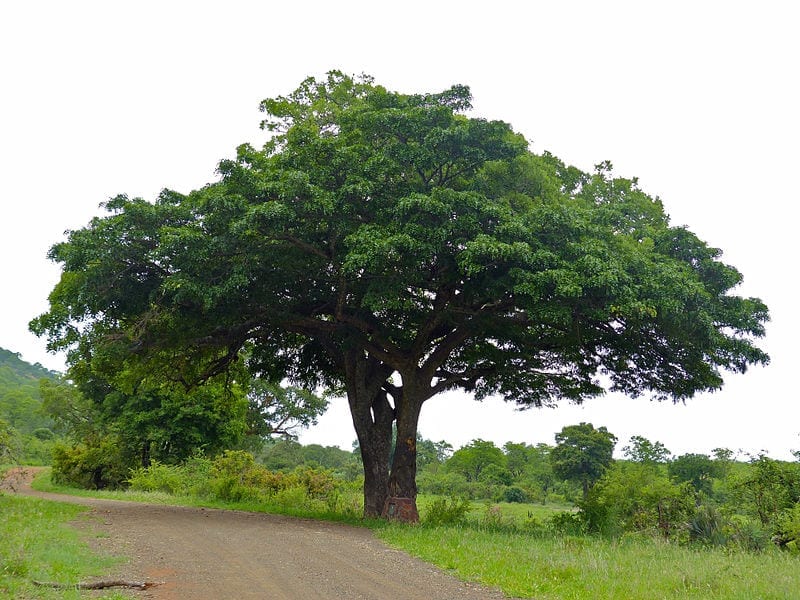 Vista de la Kigelia africana
