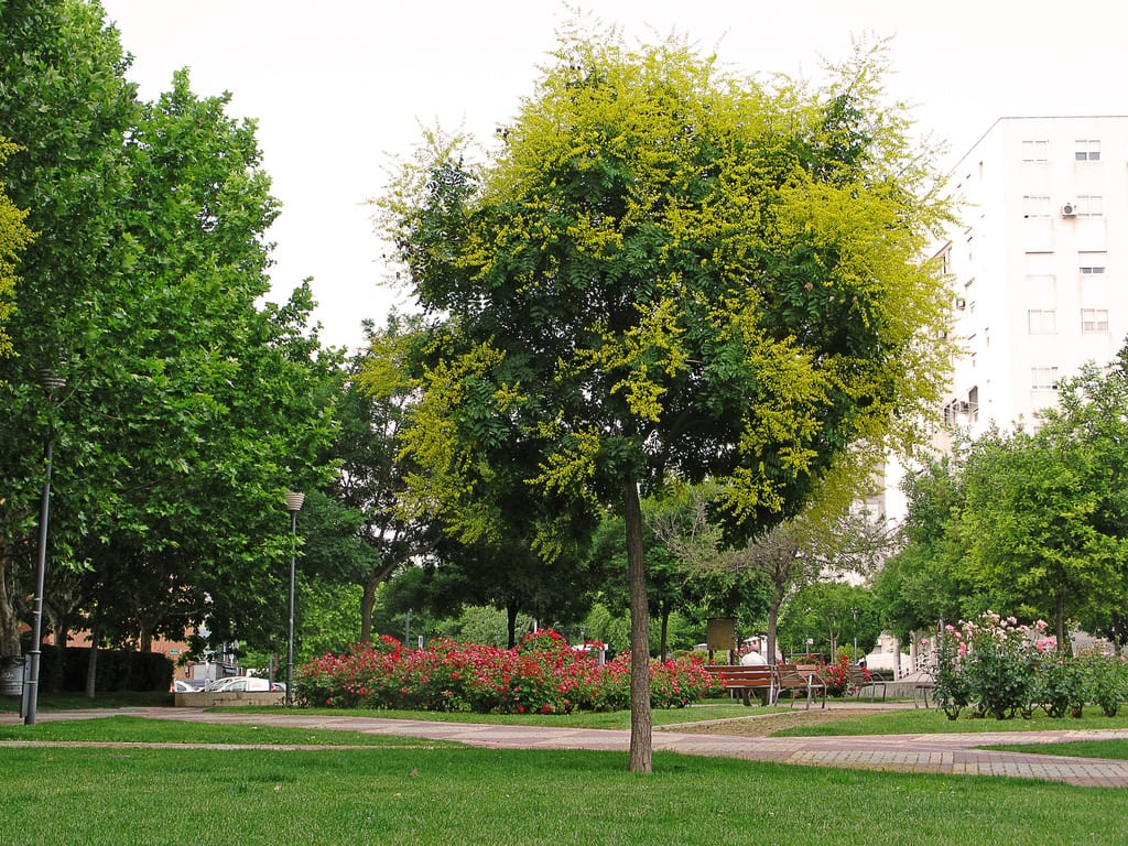 Koelreuteria paniculata: guía de cultivo del jabonero chino
