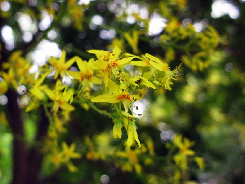 Las flores del jabonero chino son amarillas