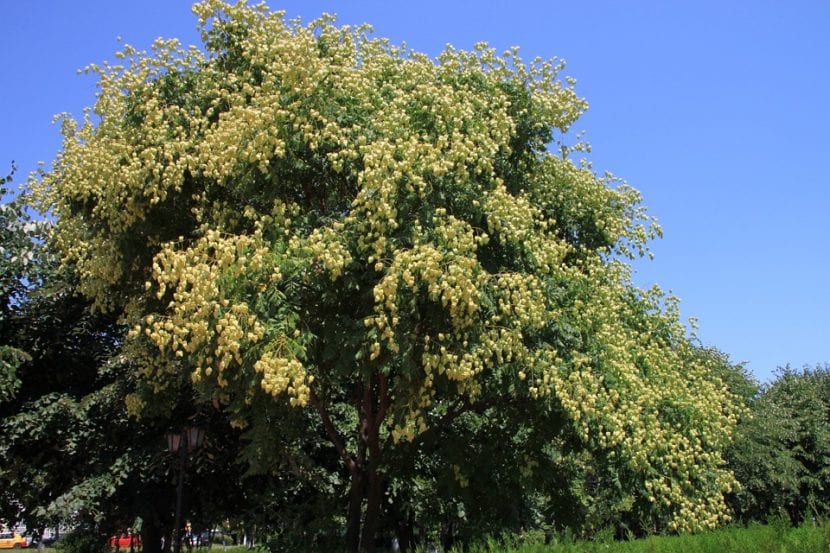 La Koelreuteria paniculata es un árbol ideal para todo tipo de jardines