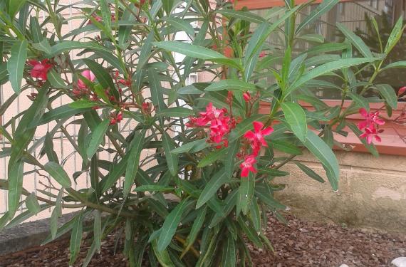 Adelfa (Nerium oleander): cultivo, poda y toxicidad