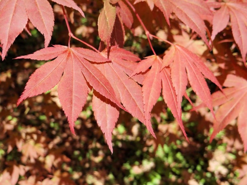 Acer palmatum ''Atropurpureum''