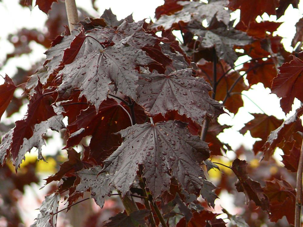 Árboles de hoja púrpura: especies y dónde plantarlas
