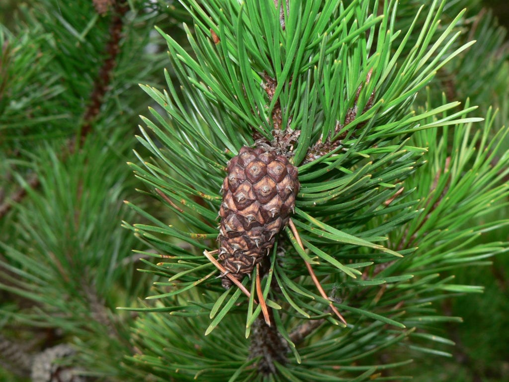 Hoja caduca o perenne: en qué se diferencian los árboles