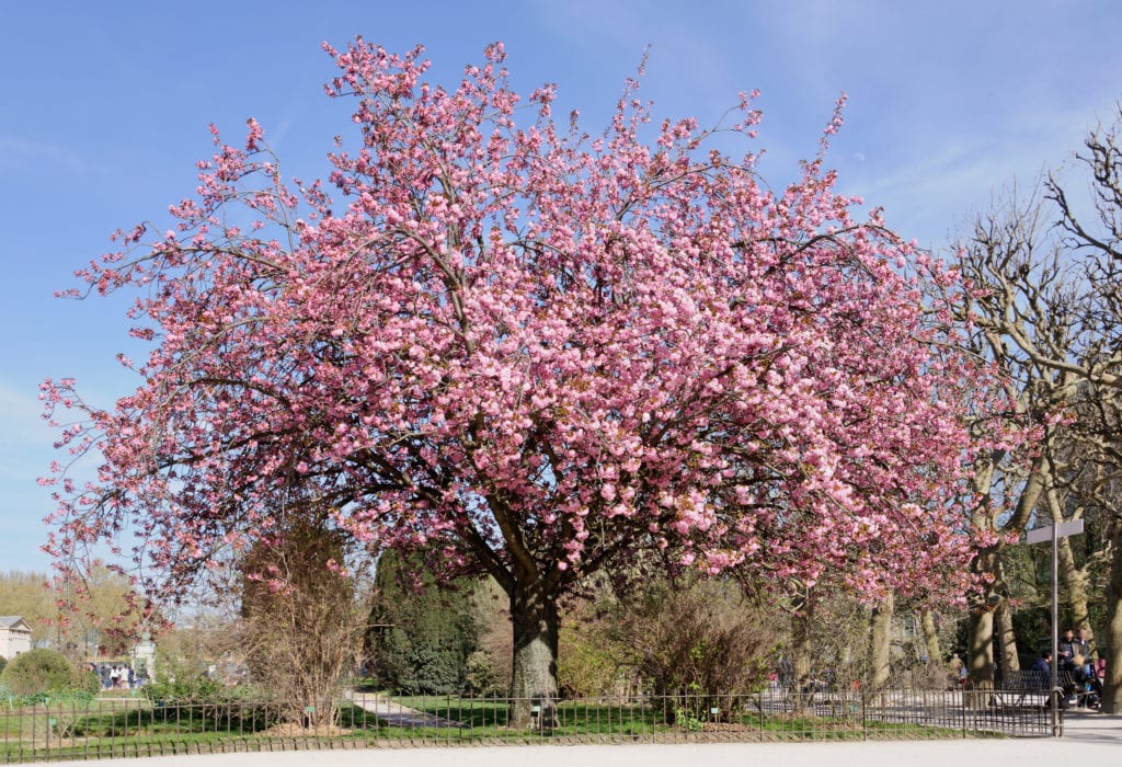 Cerezo japonés: cultivares, clima, plantación y poda