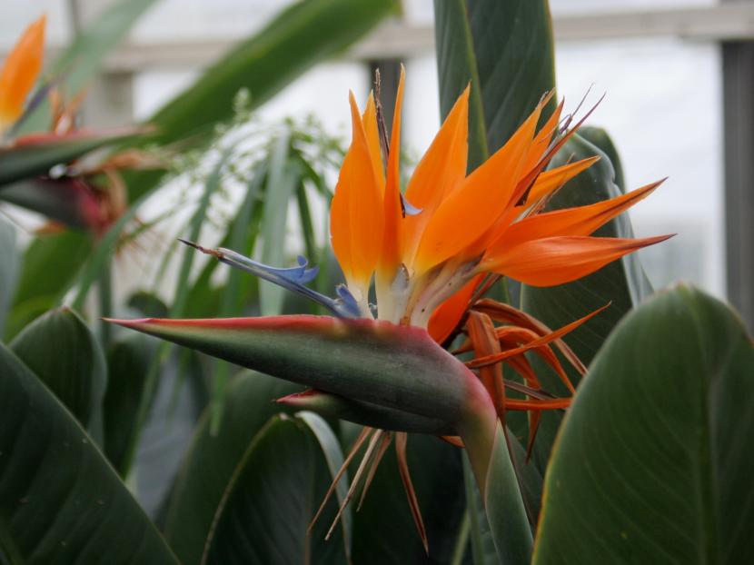 Strelitzia: las cinco especies y cómo distinguirlas