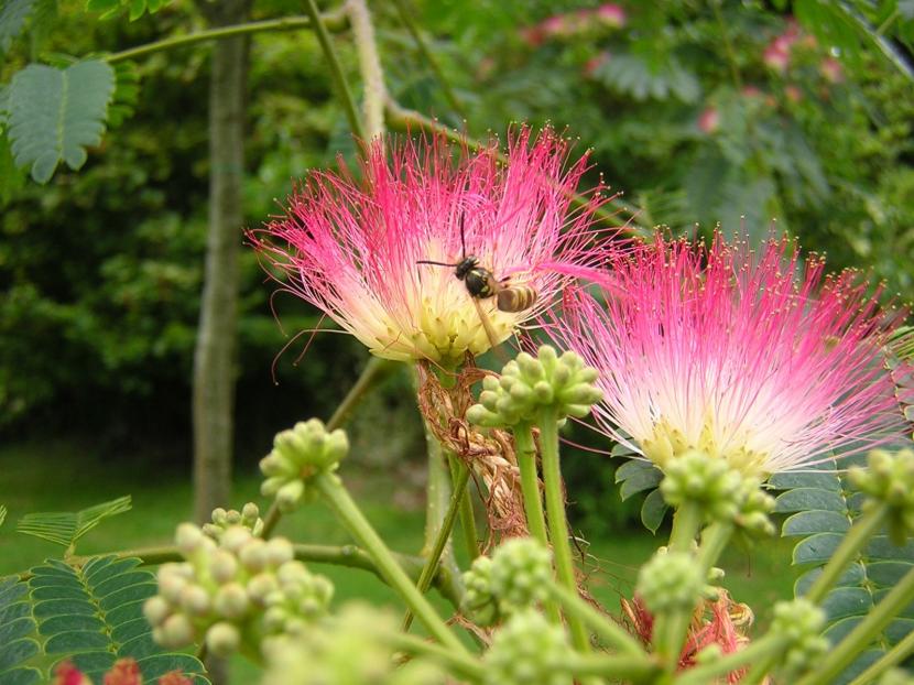 Albizia julibrissin