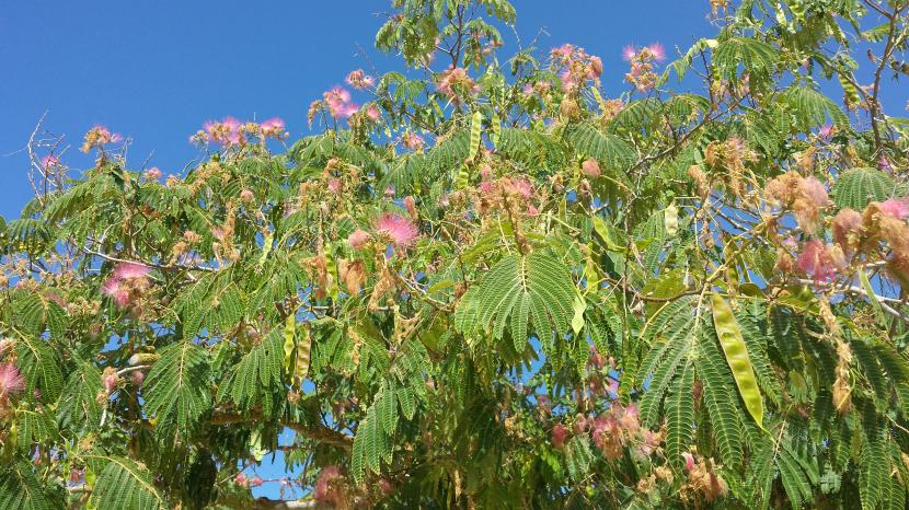 Albizia julibrissin