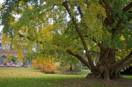 Hojas en abanico de Ginkgo biloba