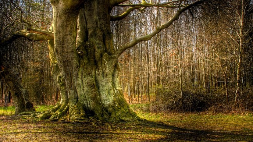 El tronco de un árbol viejo