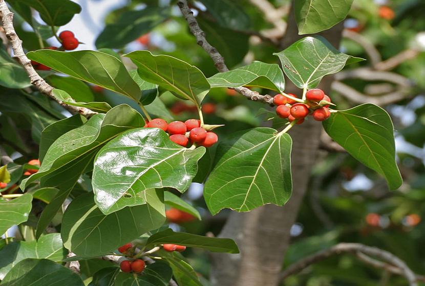 Hojas del Ficus benghalensis