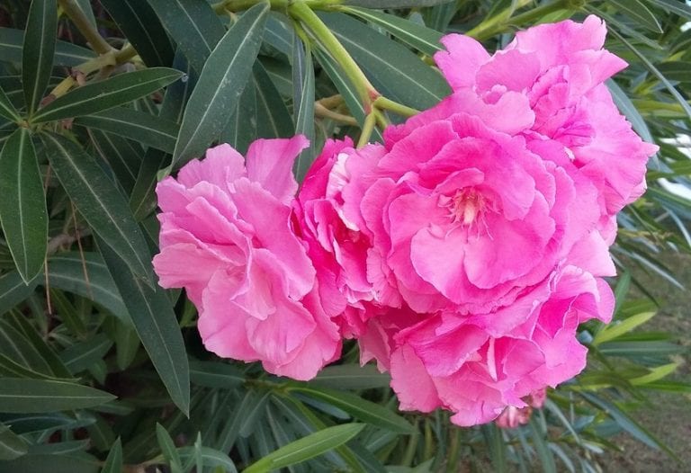 Rama de adelfa con inflorescencia