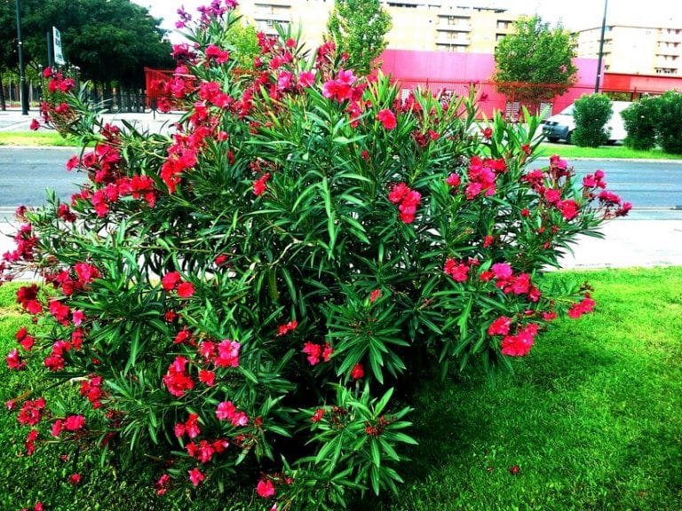 Adelfa en flor, planta venenosa de jardín