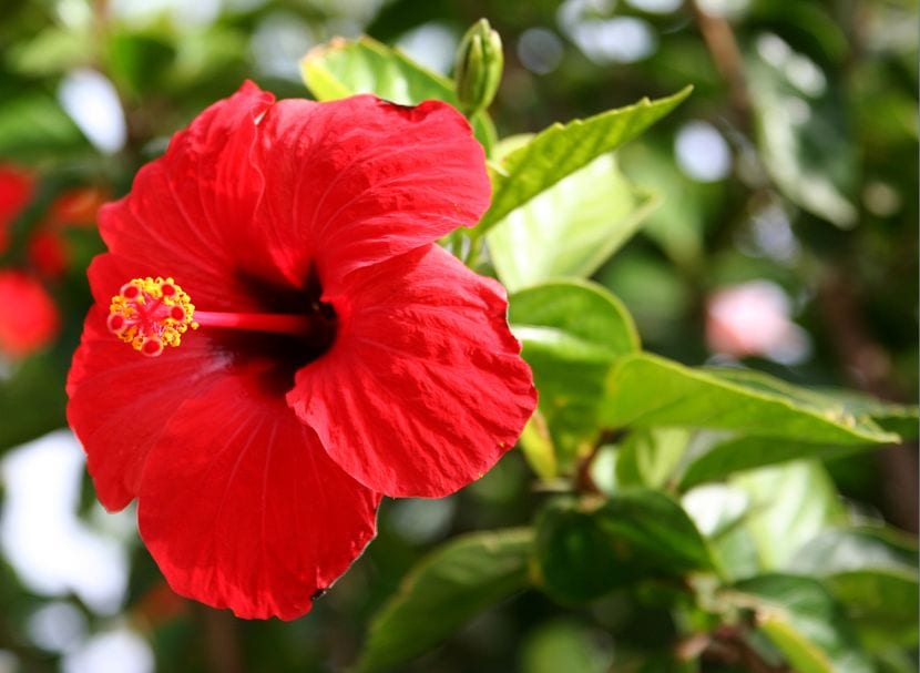 Hibiscus flor roja