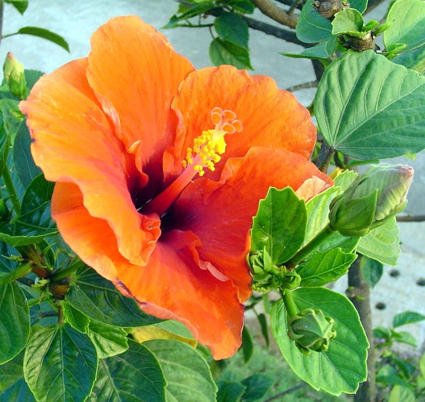 Hibiscus flor naranja