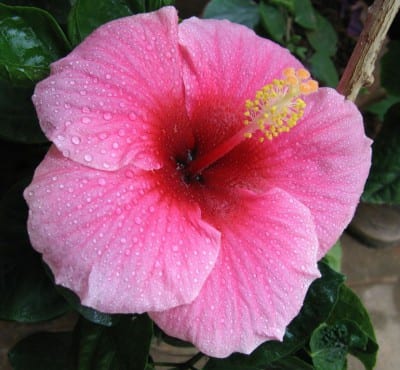 Hibisco rosa de China con flor rosa abierta