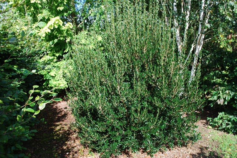 arbusto labiernago