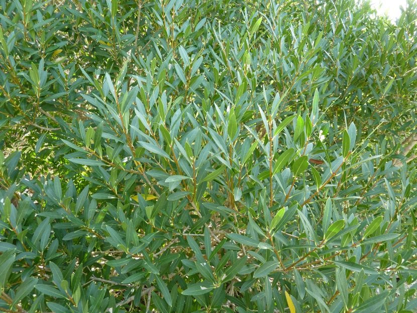 Labiérnago (Phillyrea angustifolia): guía de cultivo y seto