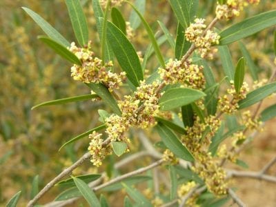 Flores blanquecinas del labiérnago naciendo en la rama