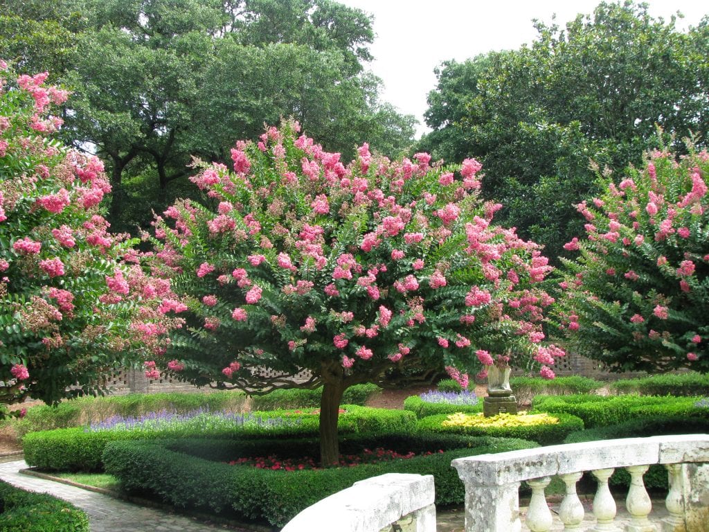 Lagerstroemia indica: cultivo y poda del árbol de Júpiter