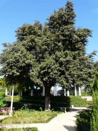 La Lagunaria patersonii es un árbol de rápido crecimiento