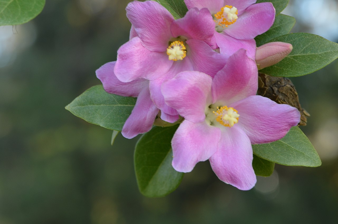 Las flores de la Lagunaria pattersonii son rosadas