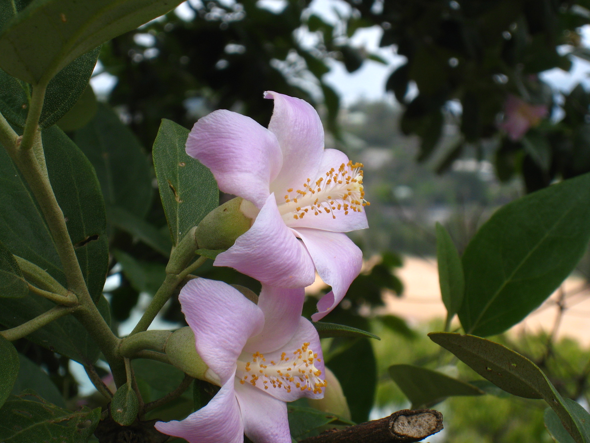 Las flores de la lagunaria son rosadas