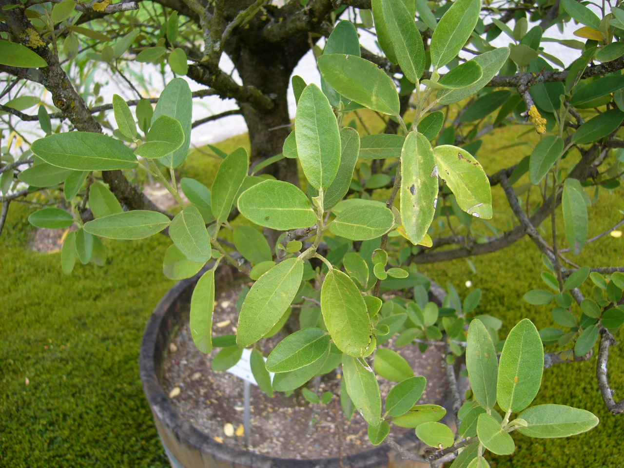 La Lagunaria es un árbol perennifolio