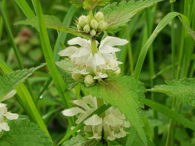 Lamium album u ortigas blancas