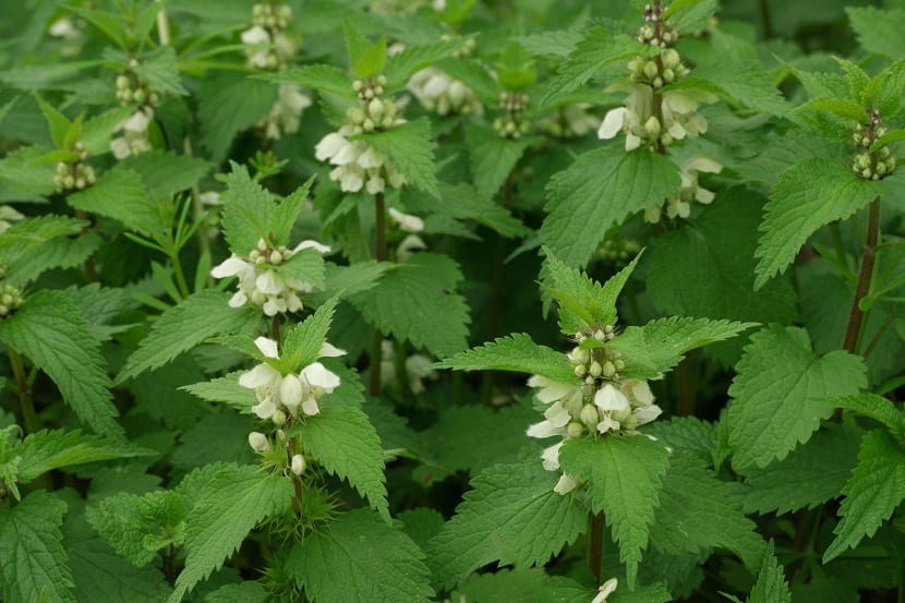 Lamium album: la ortiga blanca que no pica, guía de cultivo