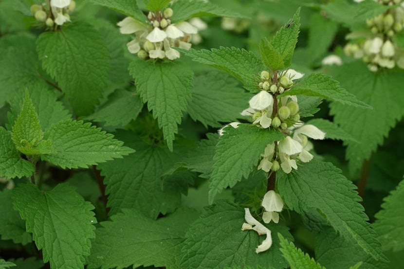 flores blancas que salen de las ortigas