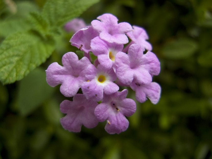 La flor de la Lantana montevidensis es pequeña