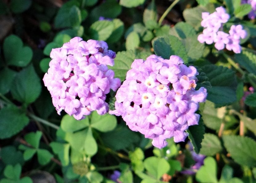 La lantana es un arbusto
