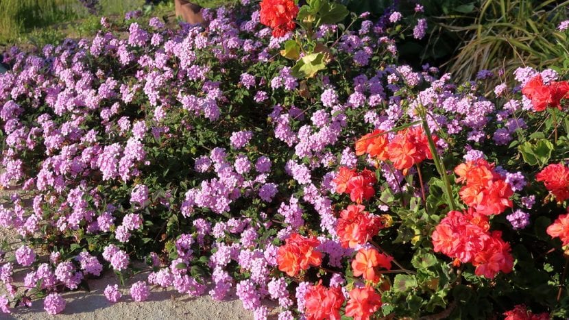 Lantana montevidensis es una planta rastrera
