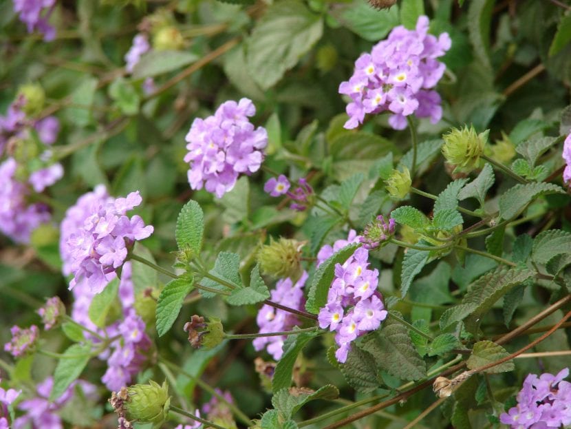 Las flores de la Lantana montevidensis son púrpuras