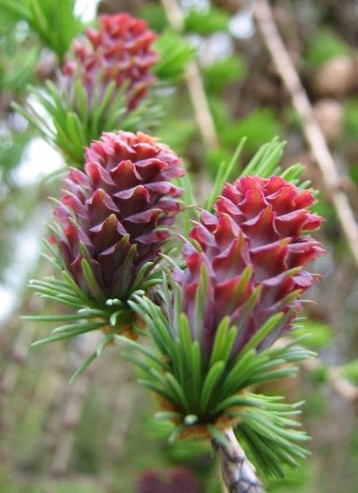 El Larix decidua es muy decorativo